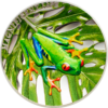 2018 $5 Magnificent Life Tree Frog 1oz Silver Proof Coin - Image 4